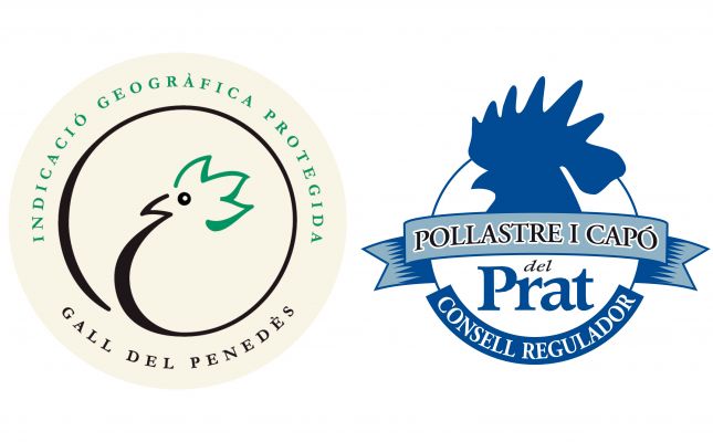 gall i pollastre