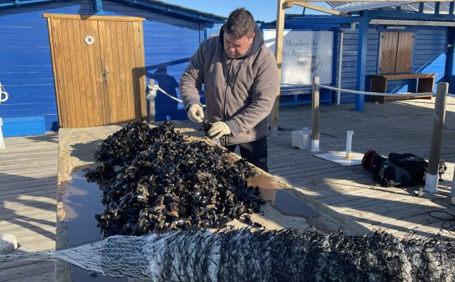 La cria de musclos s'adapta al canvi climàtic