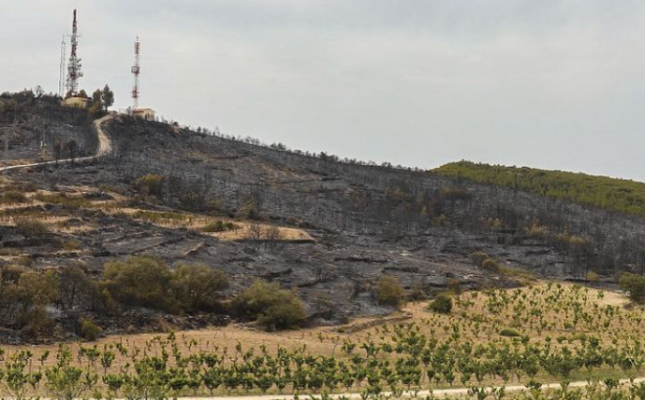 Vinya del celler Venus la Universal afectada per l'incendi