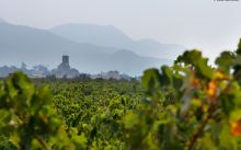 Foto vinyes DO Empordà