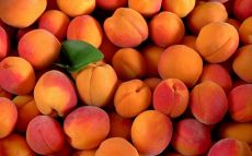 Albercocs