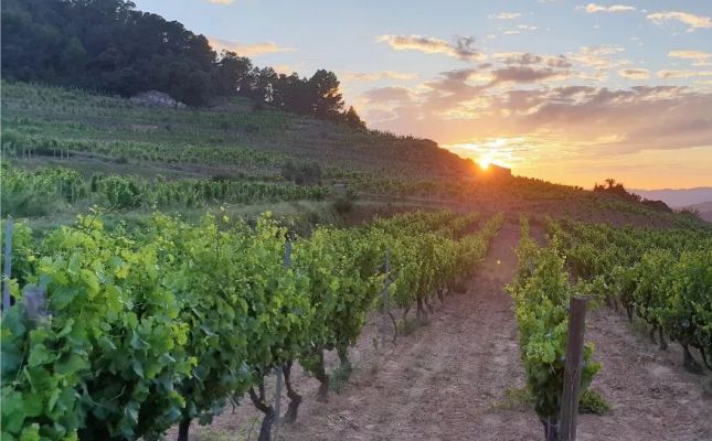 Vinyes de garnatxa a Vinyes Domènech