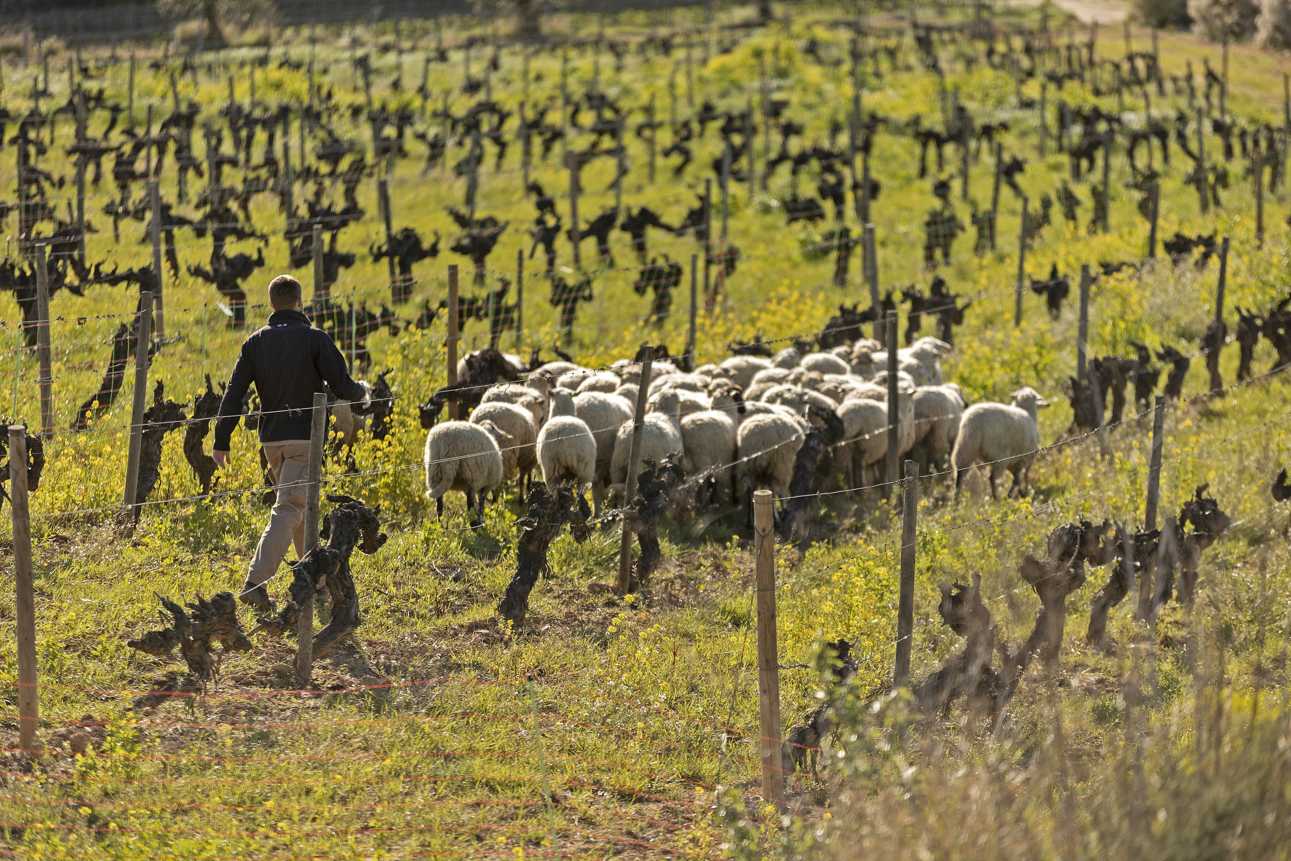 Familia Torres fa servir ramats d’ovelles que ajuden a netejar i a abonar les vinyes, com aquesta de Mas la Plana