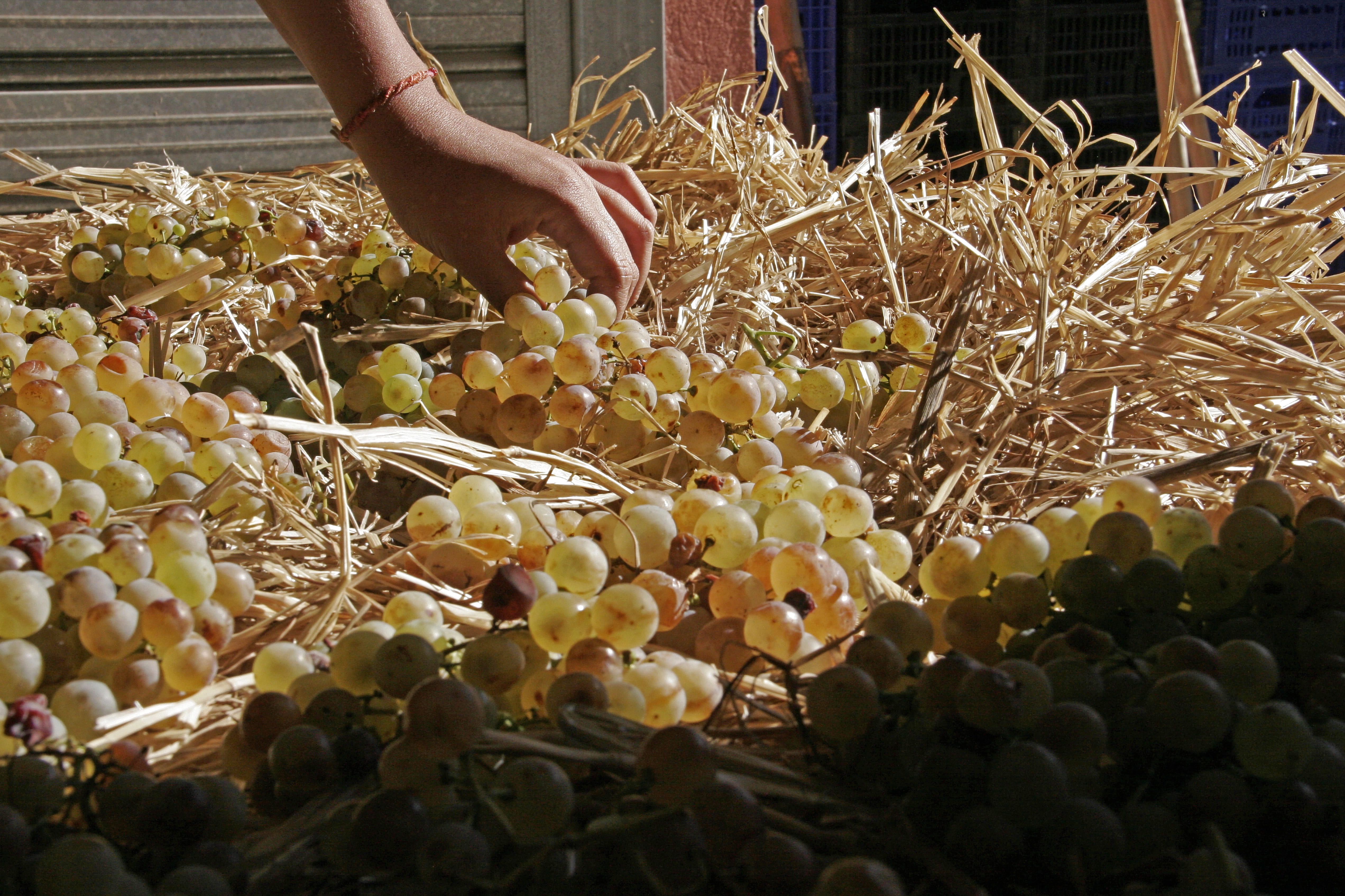 Per fer el Rasim Pansit Blanc, a l'Olivera assequen el raïm de garnatxa blanca i xarel·lo, a l'ombra, en llits de palla, dos mesos