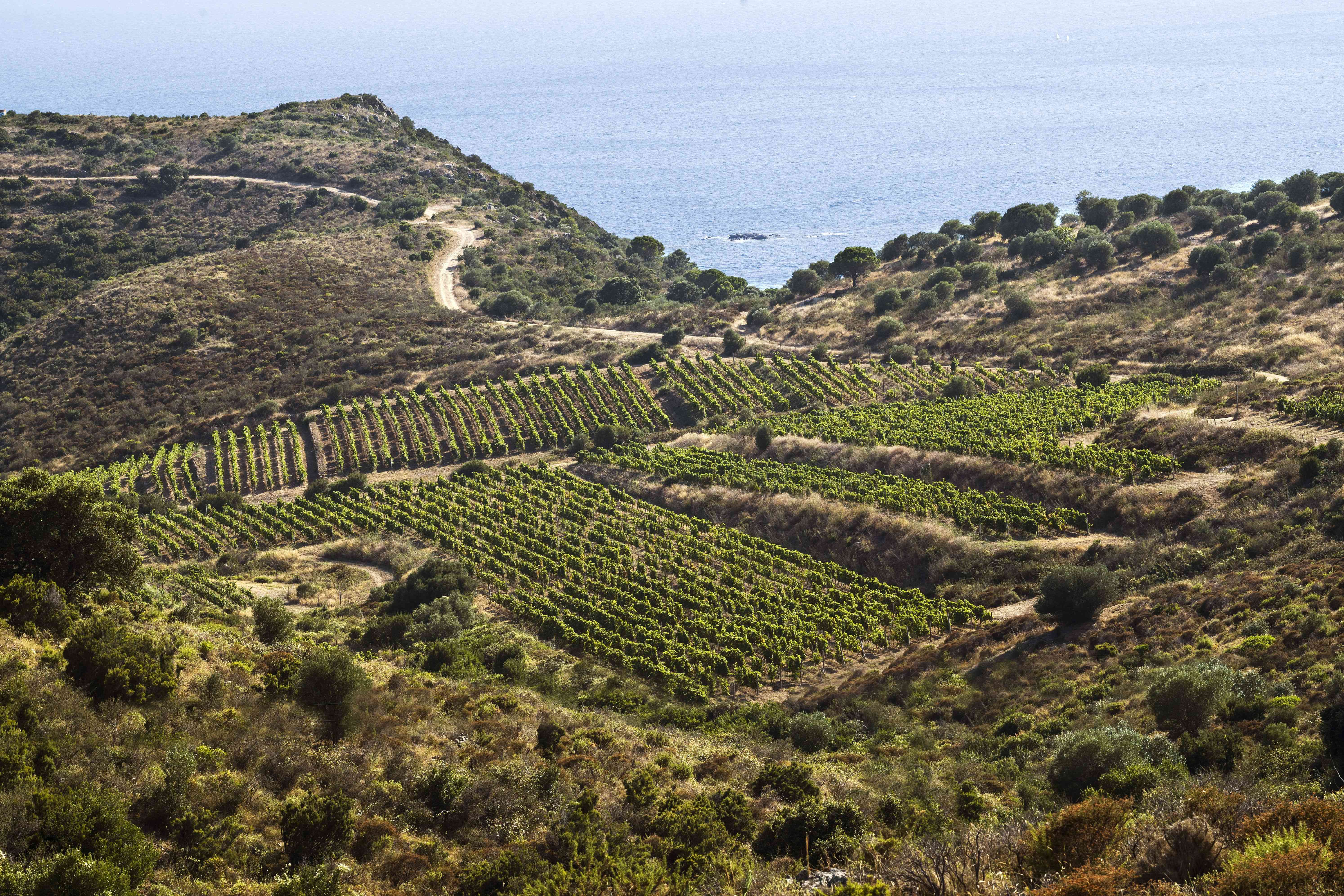 Les vinyes d'Espelt Viticultors, al cap de Creus, creixen sobre sòls formats fa més de 250 milions d'anys