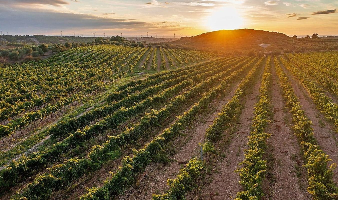 Paisatge de la DO Terra Alta