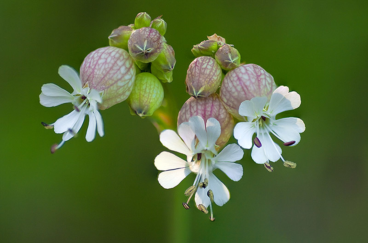 'Silene vulgaris' (colitx)