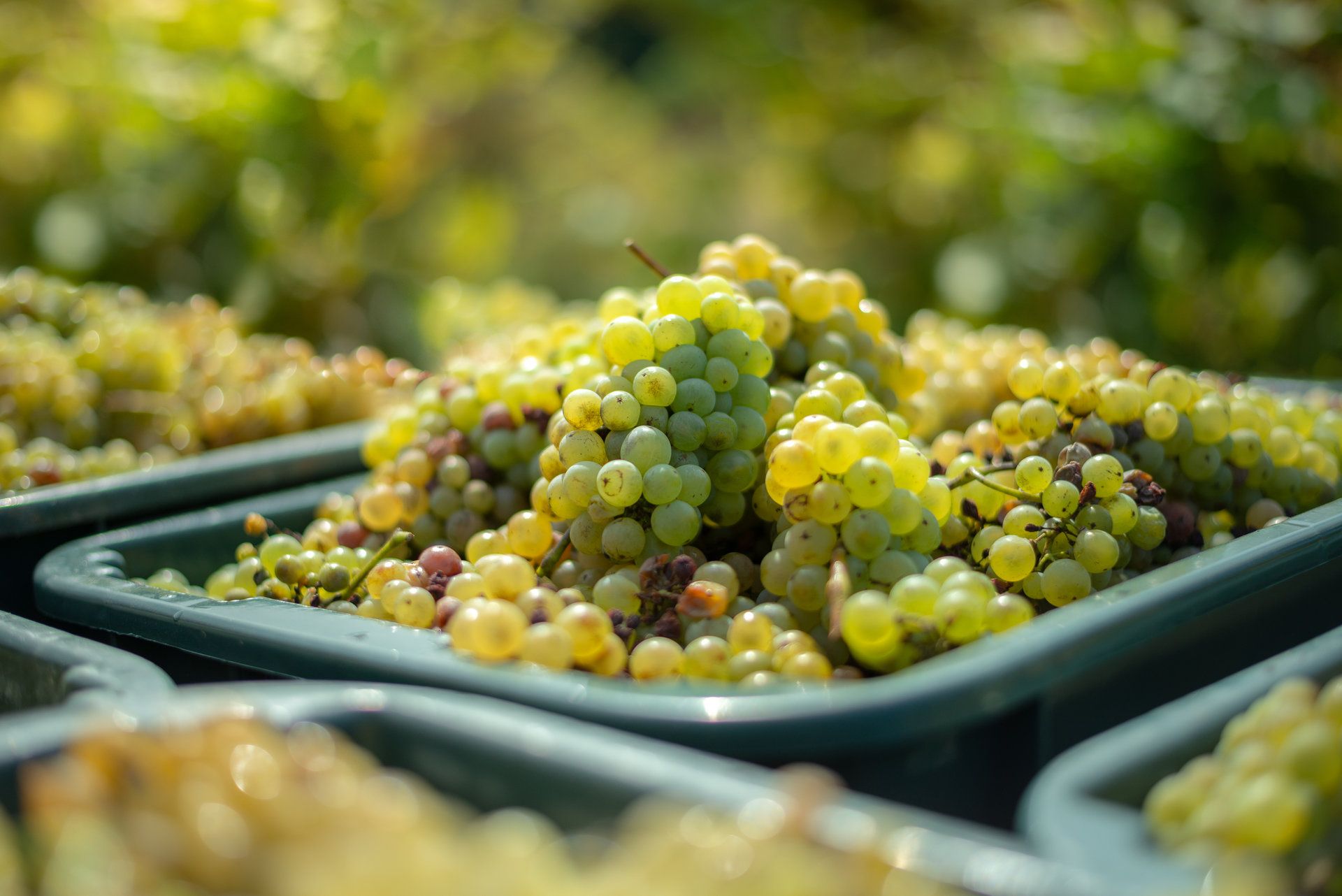 El raïm blanc i la seva pell són els responsables dels vins brisats