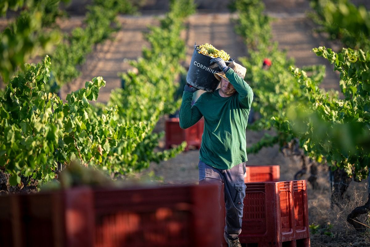 Un instant de la verema a un celler Corpinnat