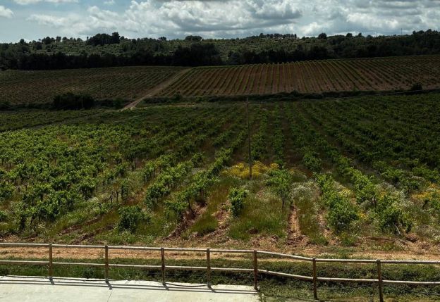 Viña de la bodega La Freixeneda Viña de la bodega La Freixeneda