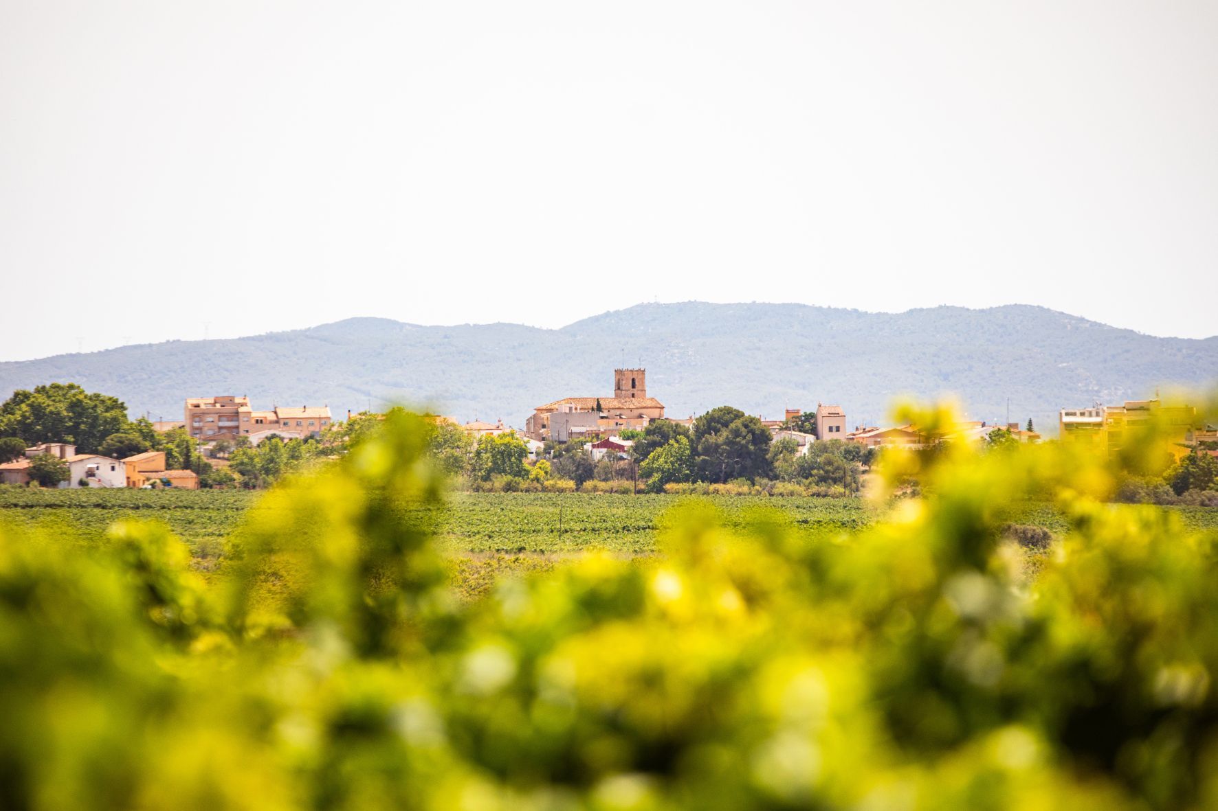 Sant Jaume dels Domenys envoltat de vinyes