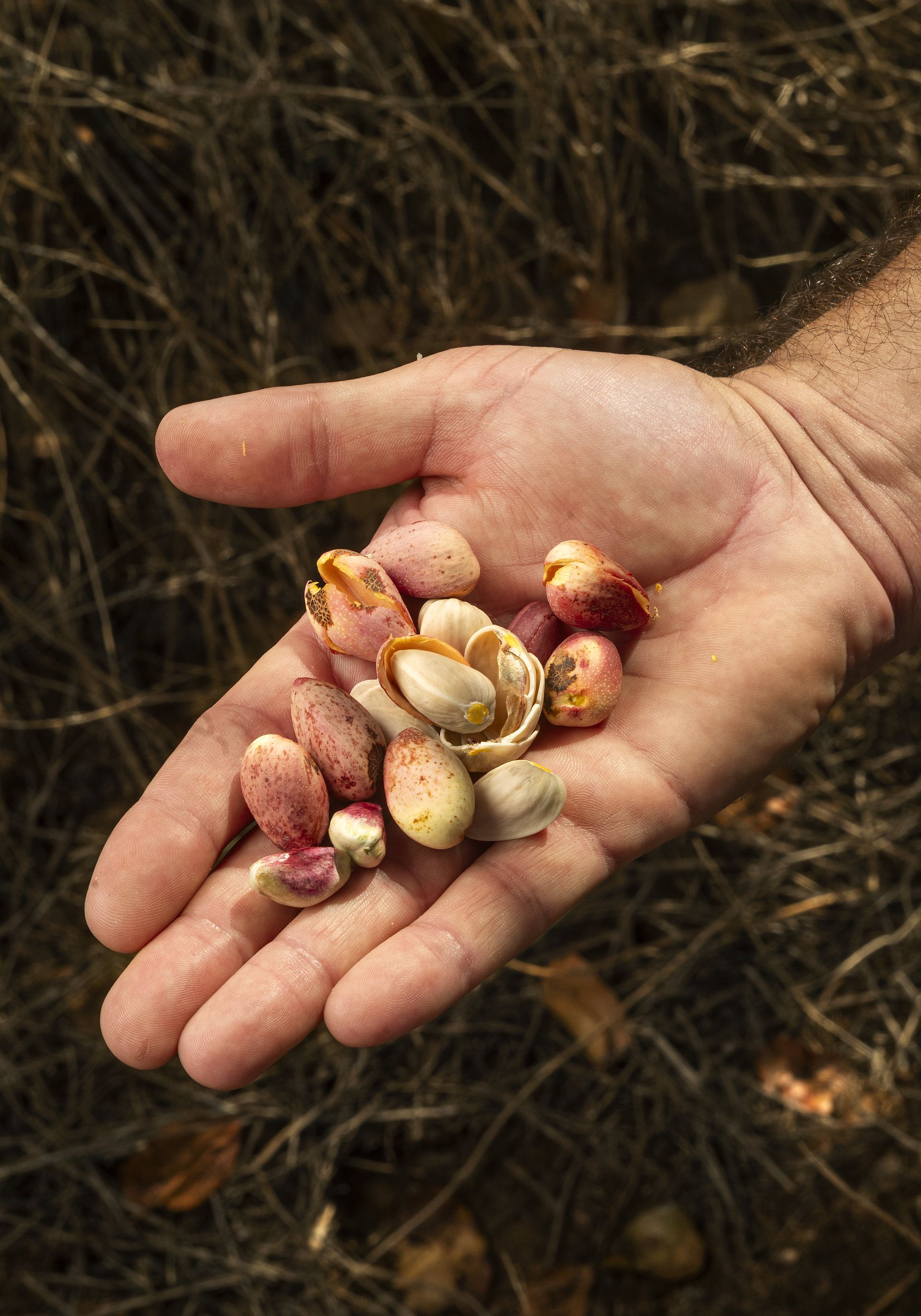 Pistatxos acabats de collir, encara amb la pellofa, als camps de Foment Agrícola de les Garrigues Pistatxos acabats de collir, encara amb la pellofa, als camps de Foment Agrícola de les Garrigues