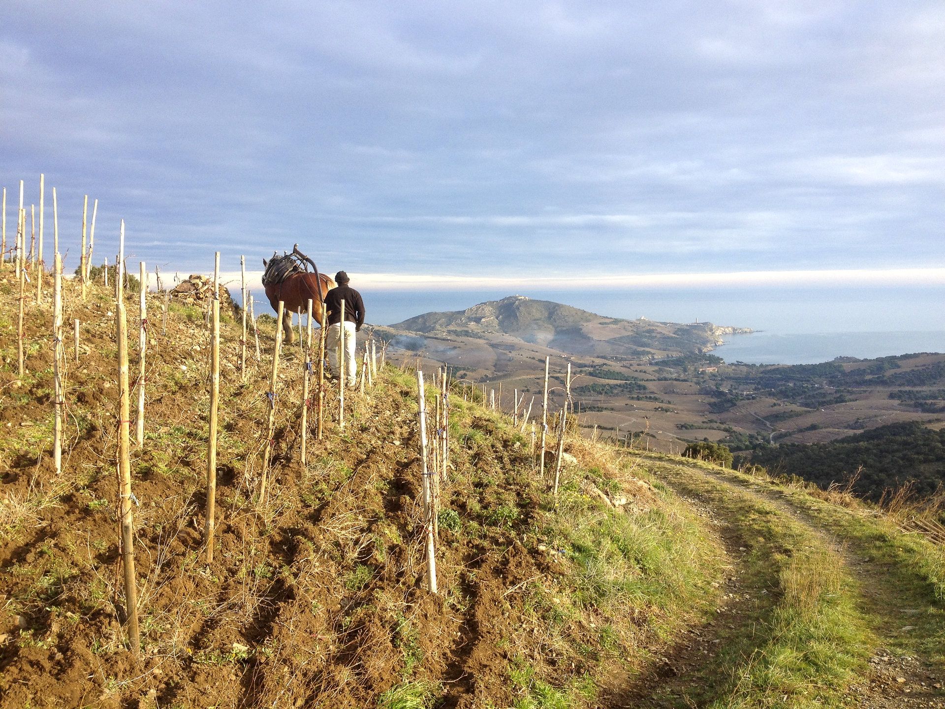 Una de les vinyes del Domaine Bruno Duchêne, a Banyuls de la Marenda, al Rosselló Una de les vinyes del Domaine Bruno Duchêne, a Banyuls de la Marenda, al Rosselló