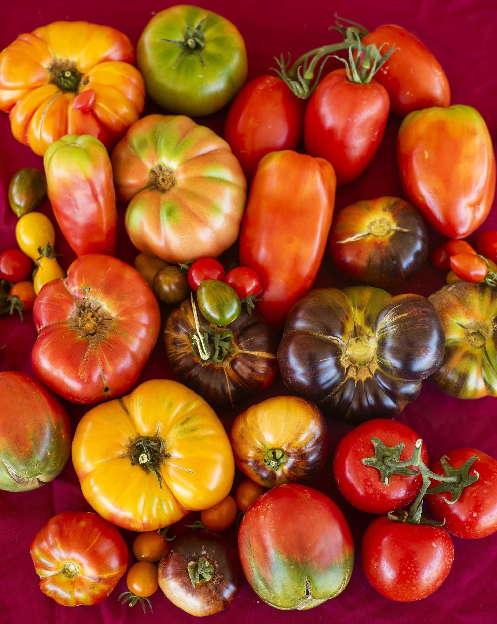 Varietats de tomàquets Varietats de tomàquets