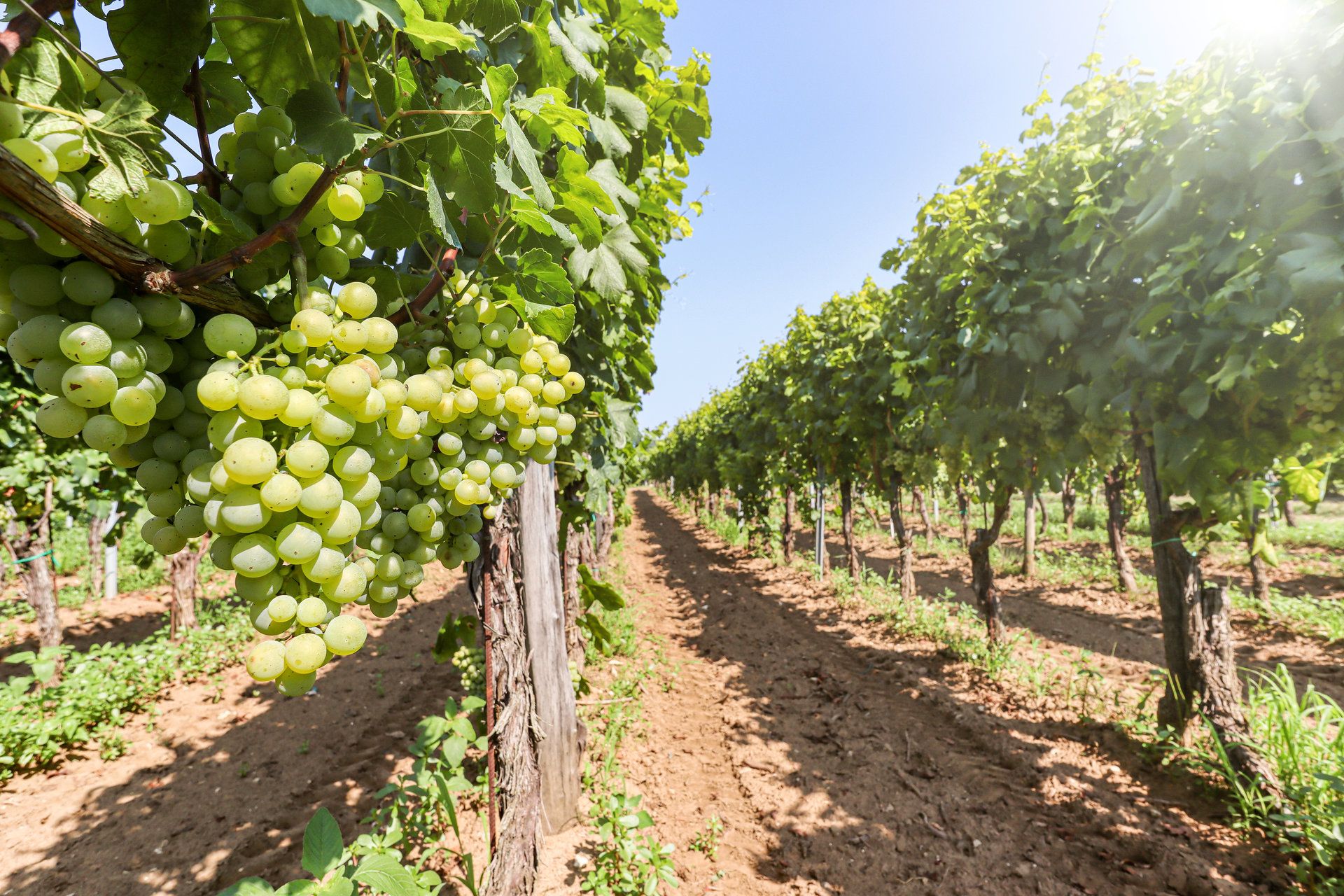 Les vinyes s'han vist afectades pels canvis de temperatures Les vinyes s'han vist afectades pels canvis de temperatures