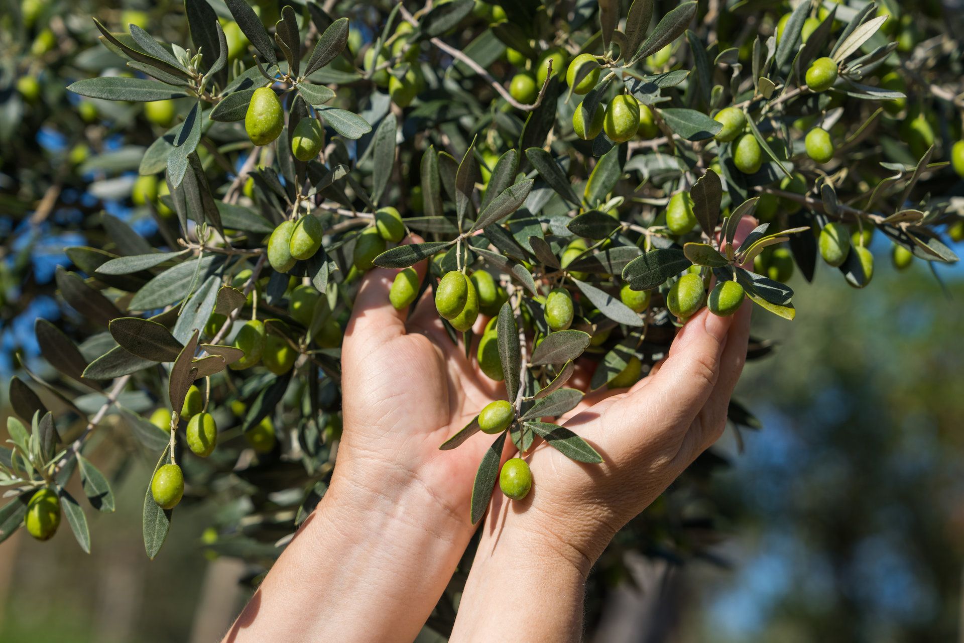 Oliveres Oliveres