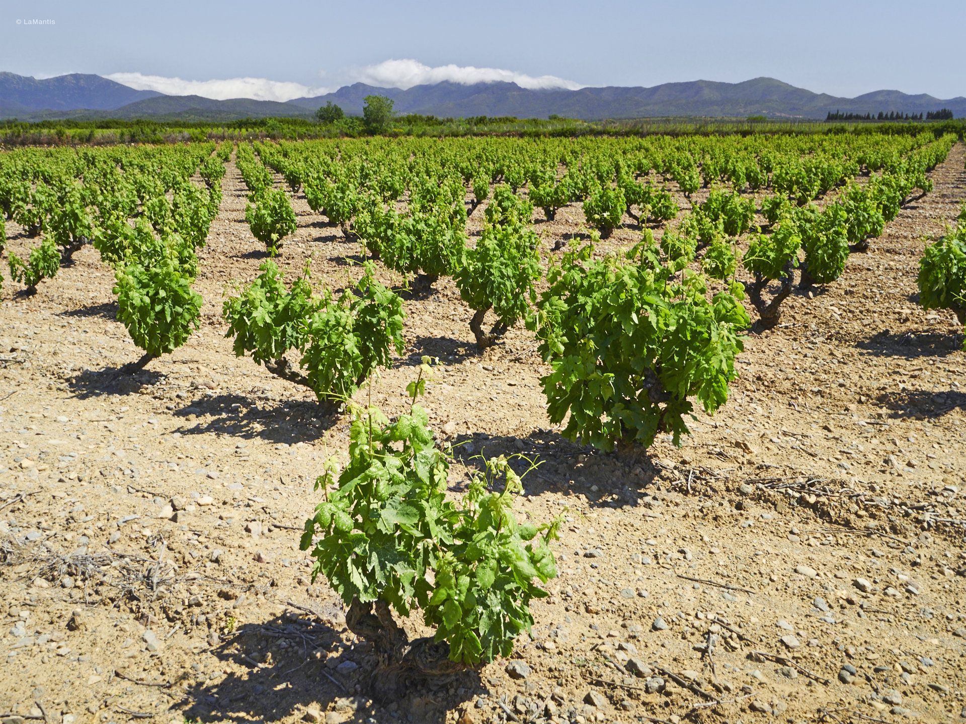 Les vinyes velles, com aquestes de l’Empordà, són menys productives que les joves Les vinyes velles, com aquestes de l’Empordà, són menys productives que les joves