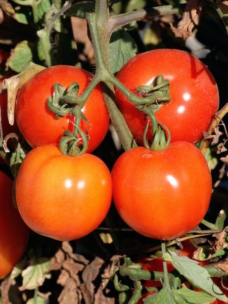 Tomates del huerto