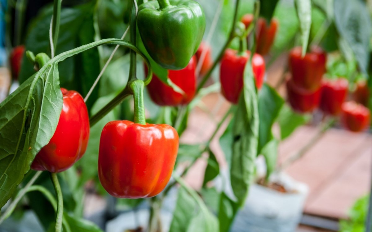 Pimientos cuadrados