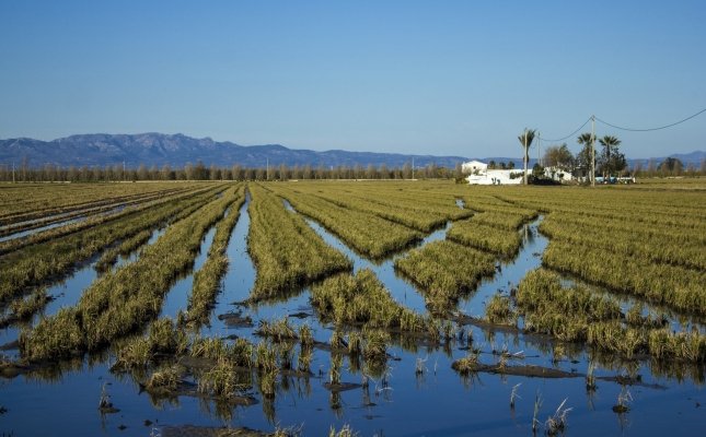 Camp de arroz del delta del Ebro