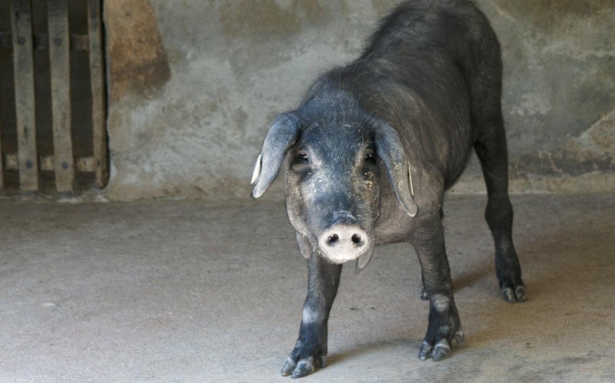 Cerdo negro