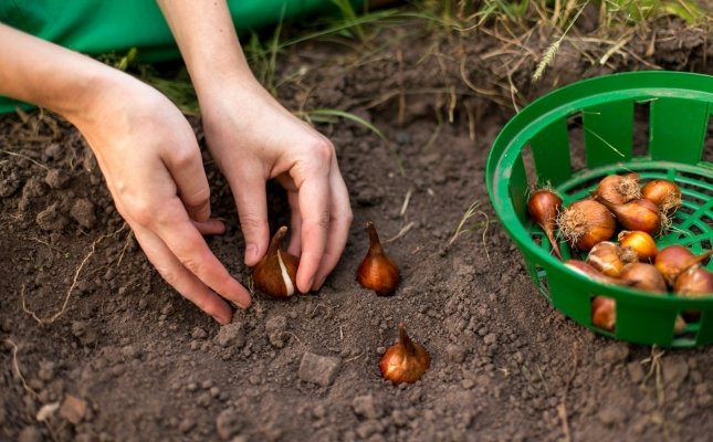 Cebollas al huerto