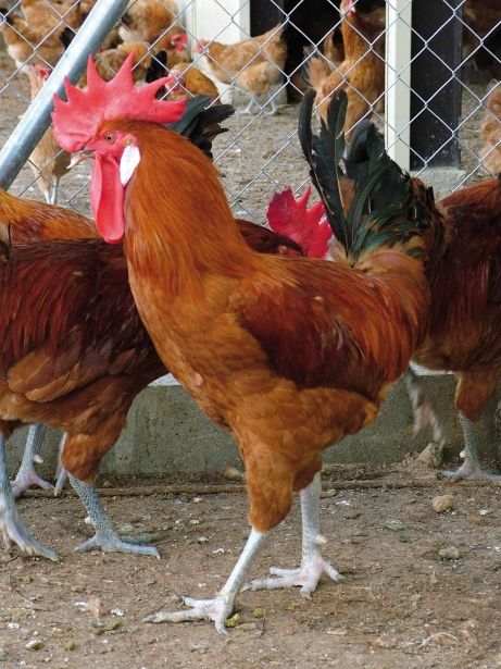 Gallo 'Pota Blava' del Prat de Llobregat