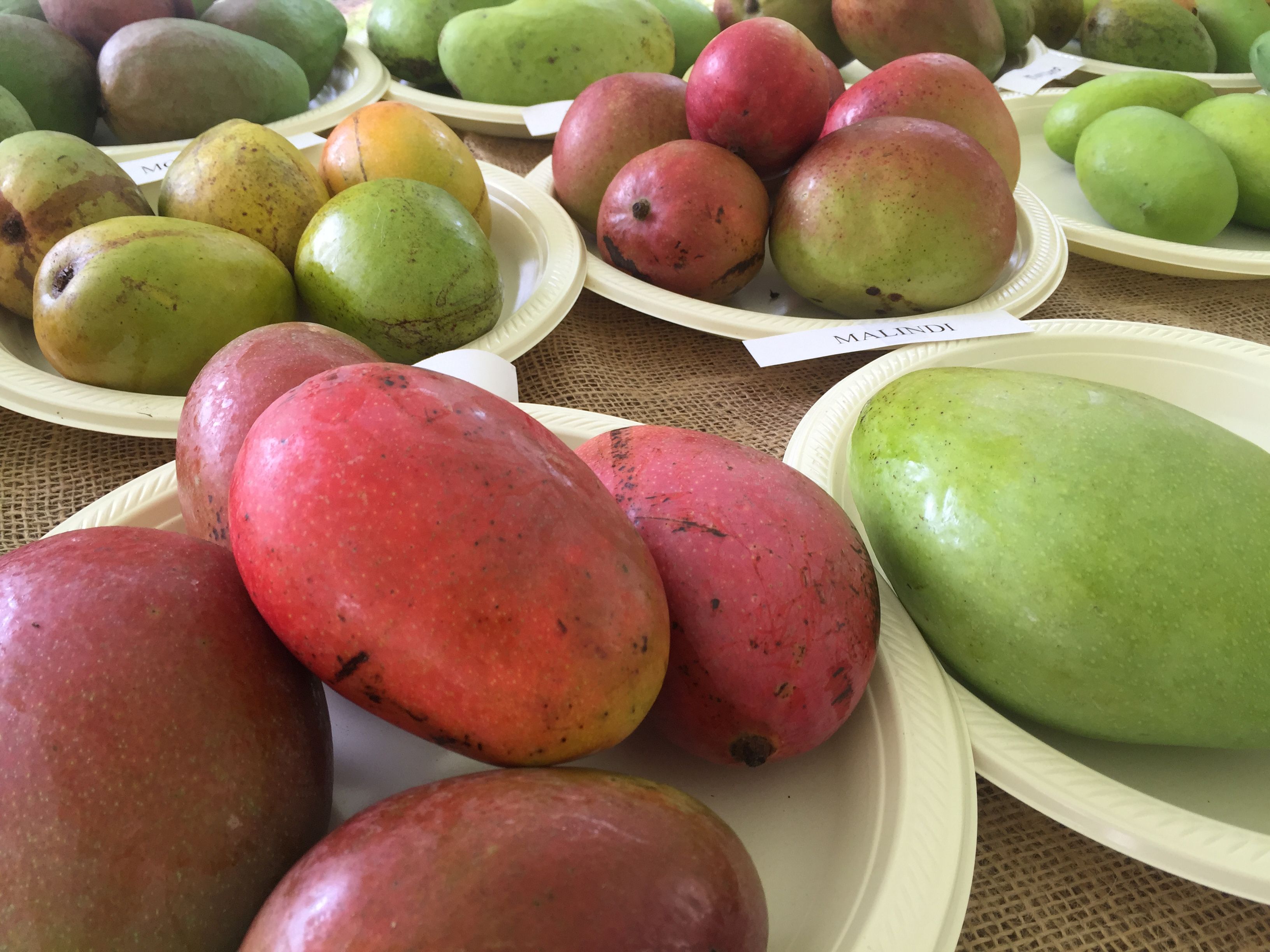 Mango