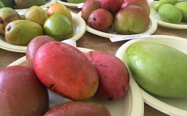 Mango Mango