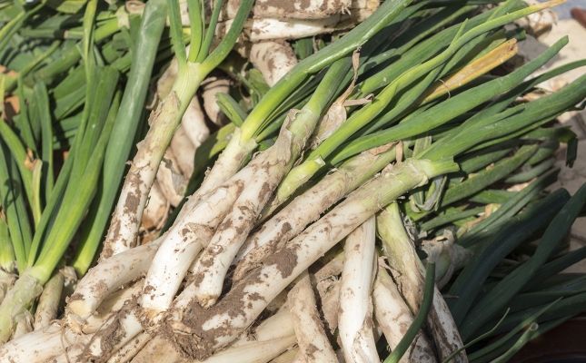 Calçots frescos