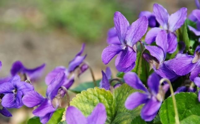 Las mejores flores comestibles para cocinar