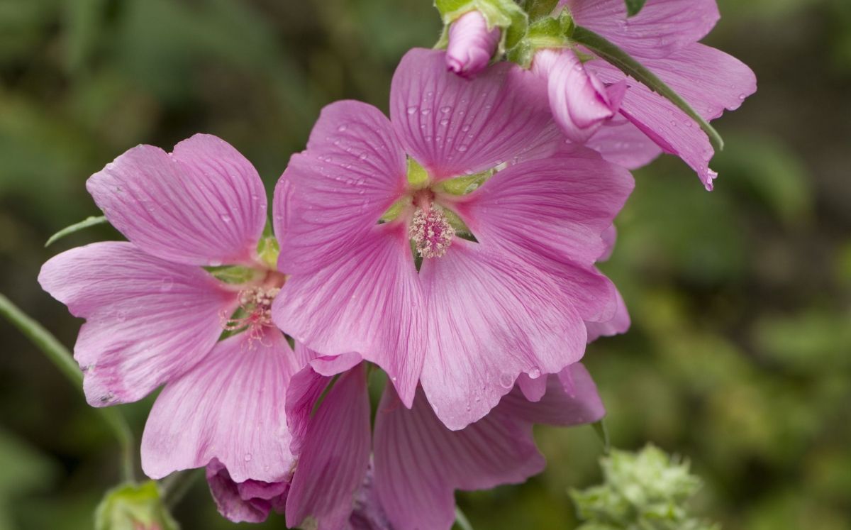 Malva / Thinkstock