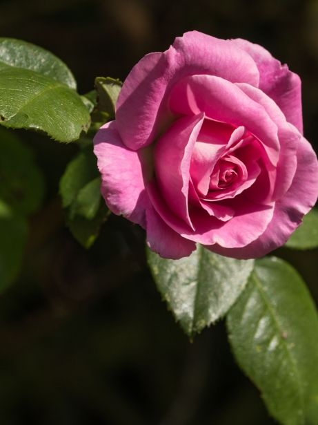 Rosa / Thinkstock