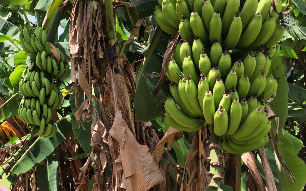 Conreu de bananes