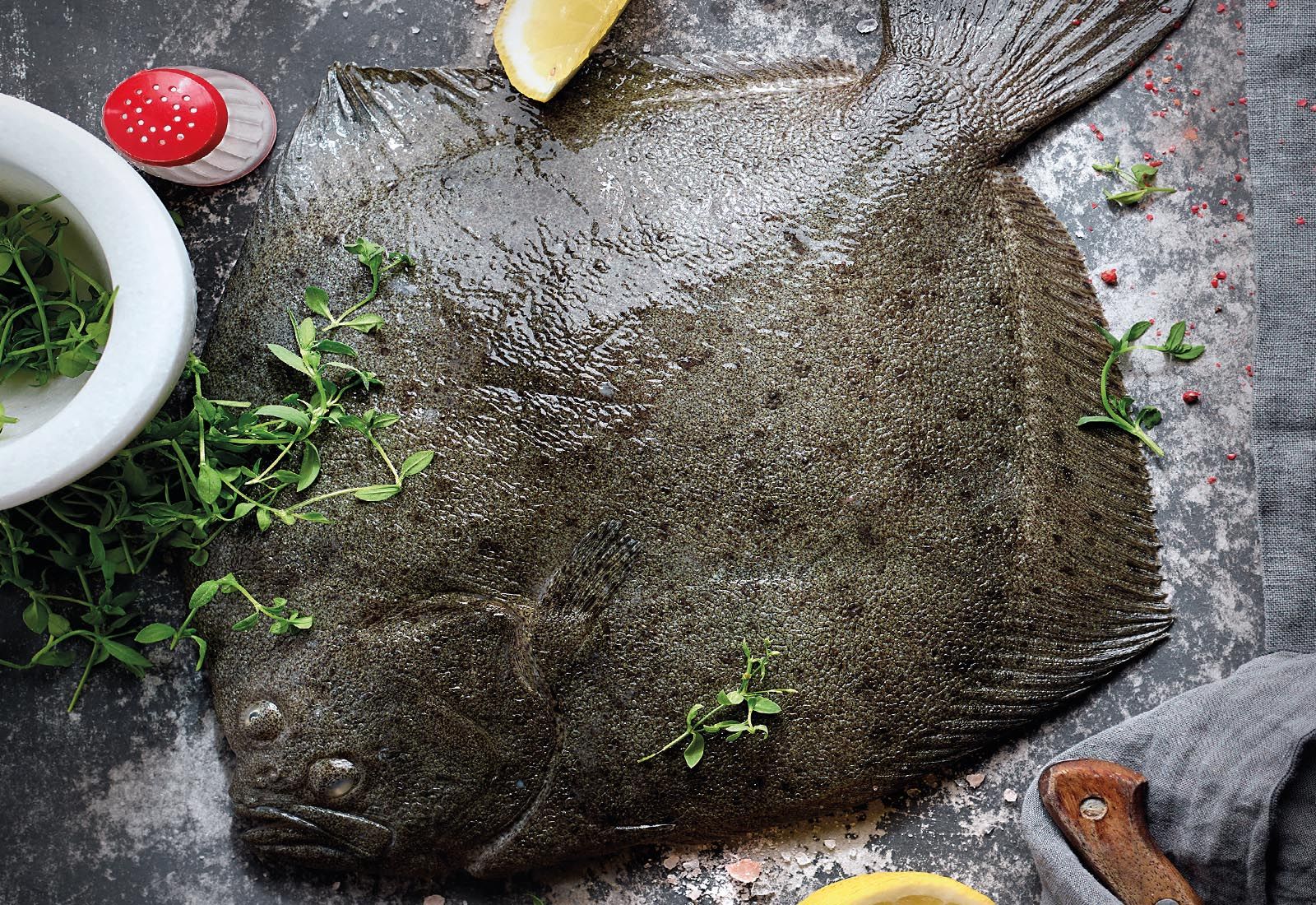 Turbot de costa