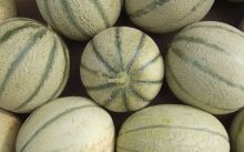 Meló cantalup