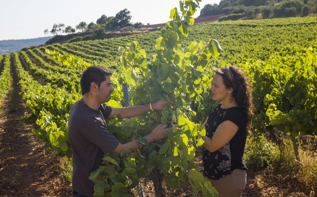 Les arrels més joves de la DO Penedès