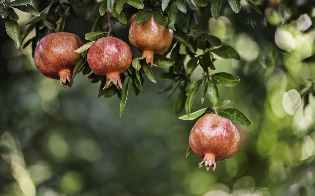 Magranes a l'arbre