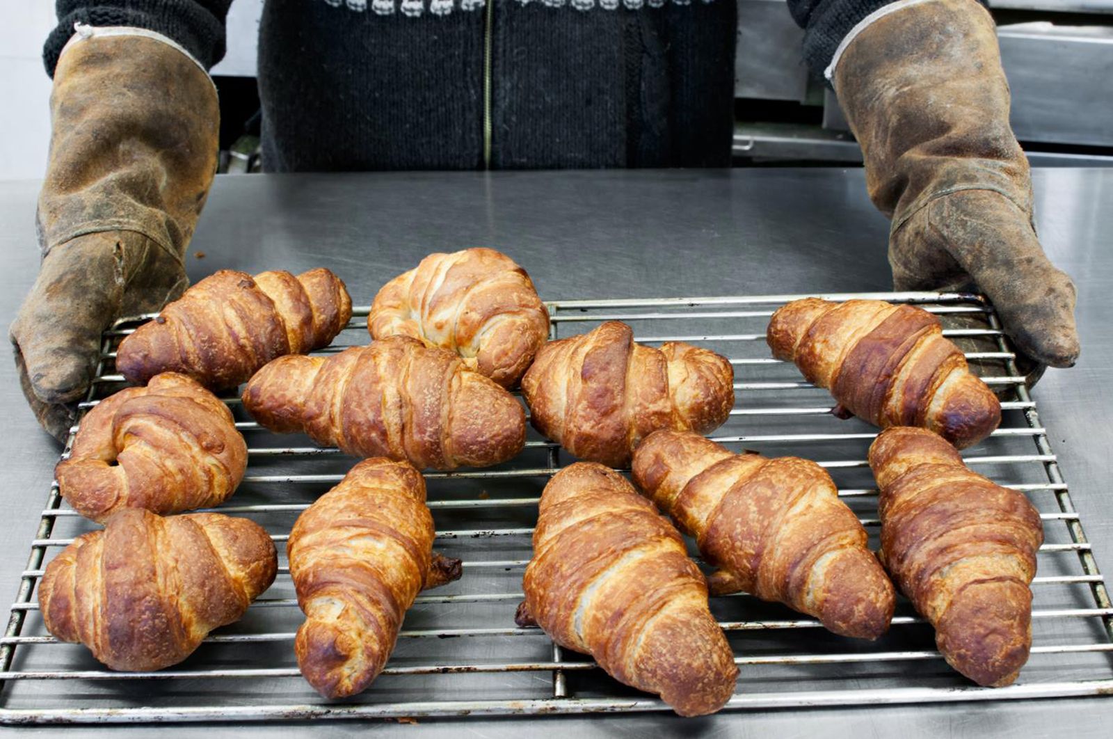 Gastropistes