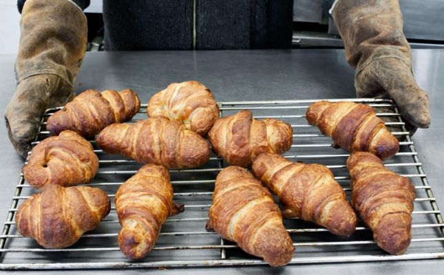 Gastropistes Gastropistes