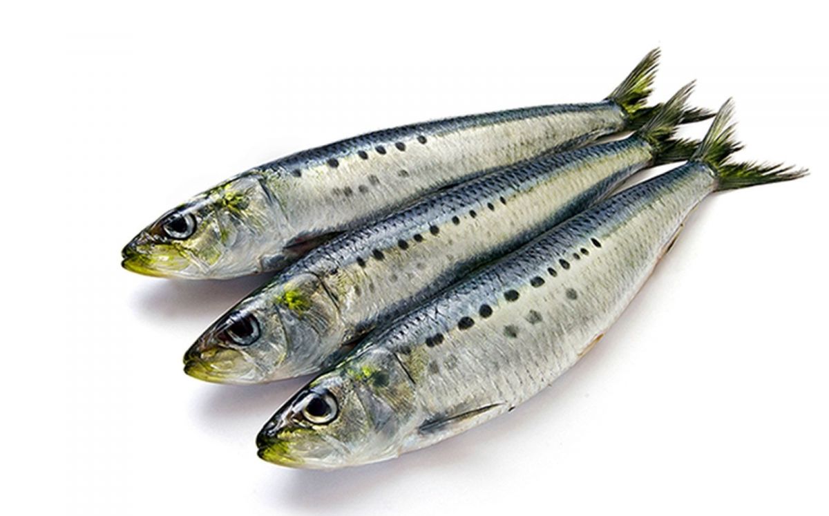 Sardines