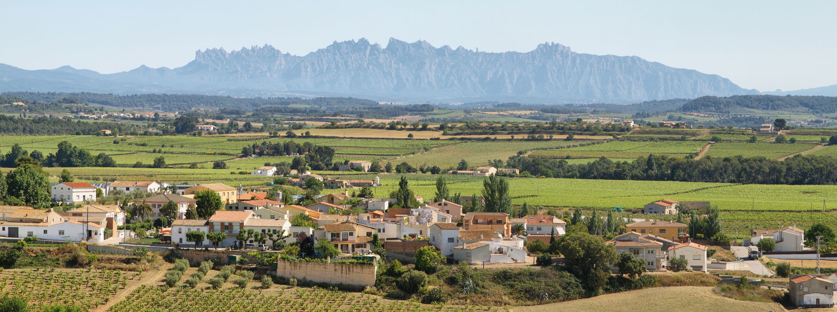 Vinyes del Penedès